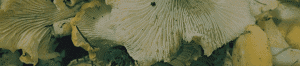 Naturvit