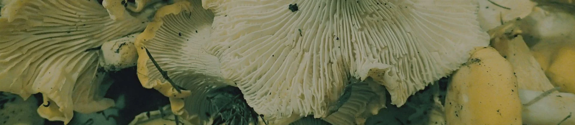 PranaVita Green Food