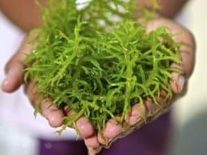 21 Health Benefits Of Spirulina For Your Body