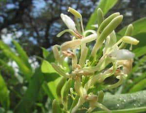 Alpinia Galanga: Uses And Research