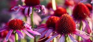 Echinacea: Overview, Uses And Research
