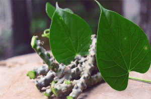 Giloy: Overview, Uses and Research