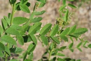 Mulethi: Health Benefits And Nutritional Properties